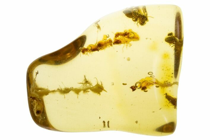 Polished Colombian Copal ( g) - Contains Termites & Enhydro! #325347